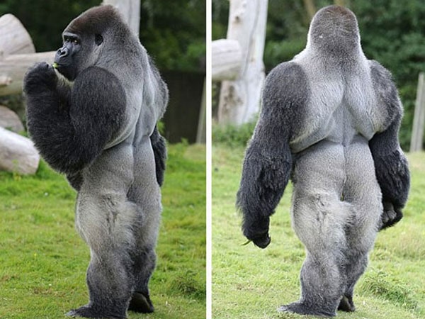 Resultado de imagem para ambam gorila