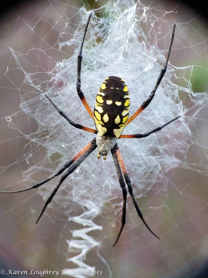 Featured image of post Aranha Amarelo Com Preto : Gostaria apenas de saber se é venenosa a aranha da foto anexo que é preta, com pintas amarelas na barriga e uma mancha vermelha acima da barriga.