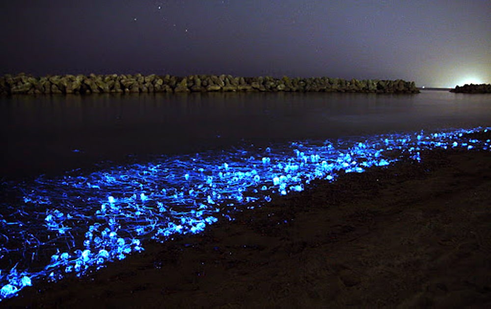 Praia no Japão iluminada por lulas