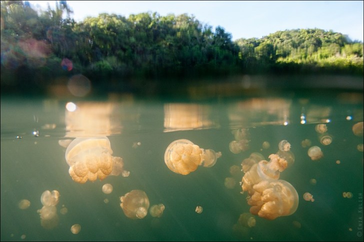 Jellyfish-Lake-10