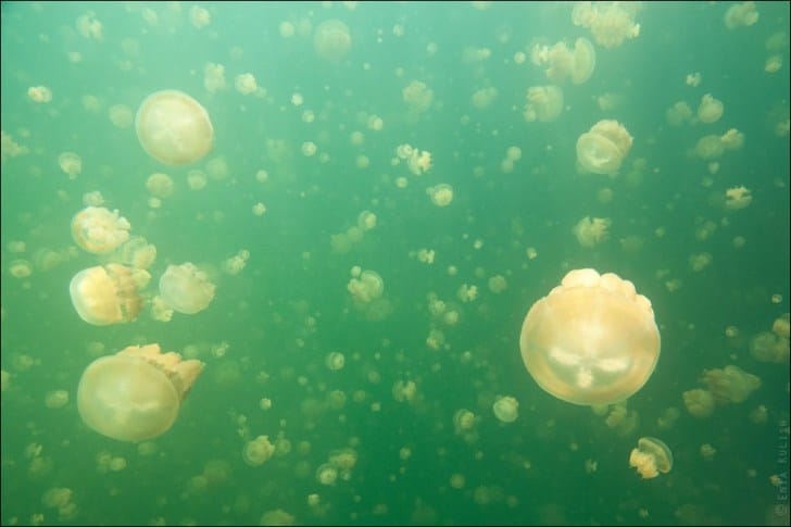 Jellyfish-Lake-4