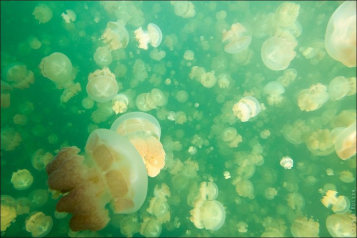 Jellyfish-Lake-5