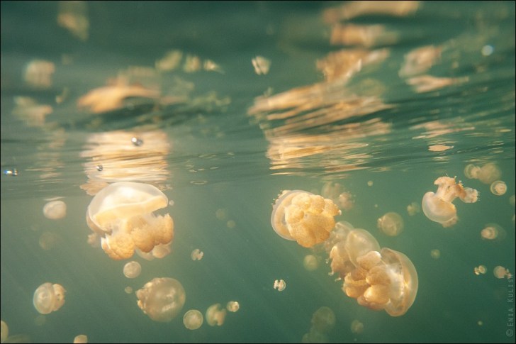 Jellyfish-Lake-7