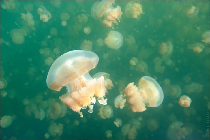 Jellyfish-Lake-8
