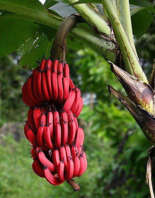 bananas-vermelhas