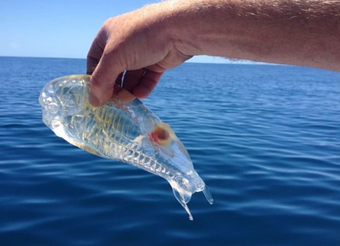 peixe transparente