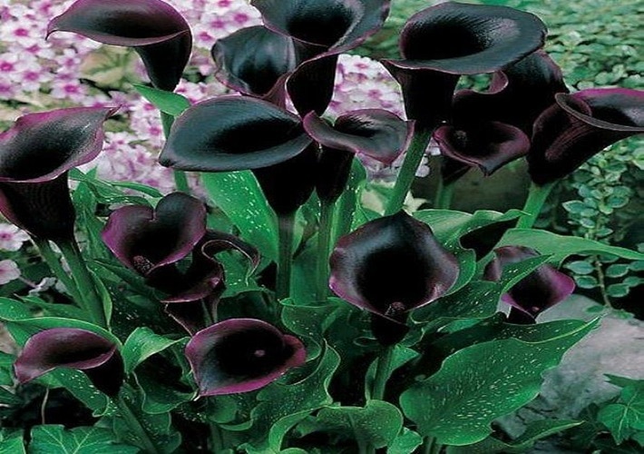 A beleza da flor Copo-de-leite-negro - topbiologia.com
