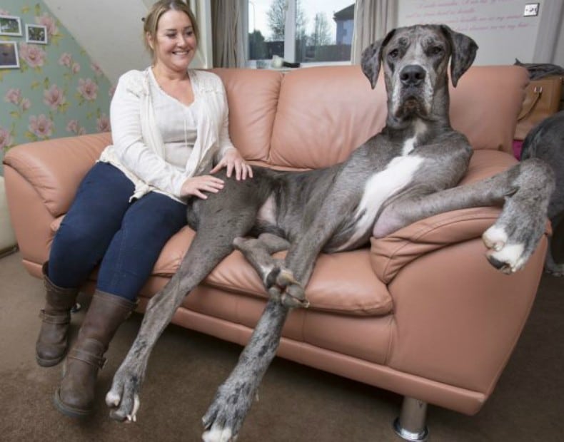 Cachorro gigante que pode tomar posto de Zeus