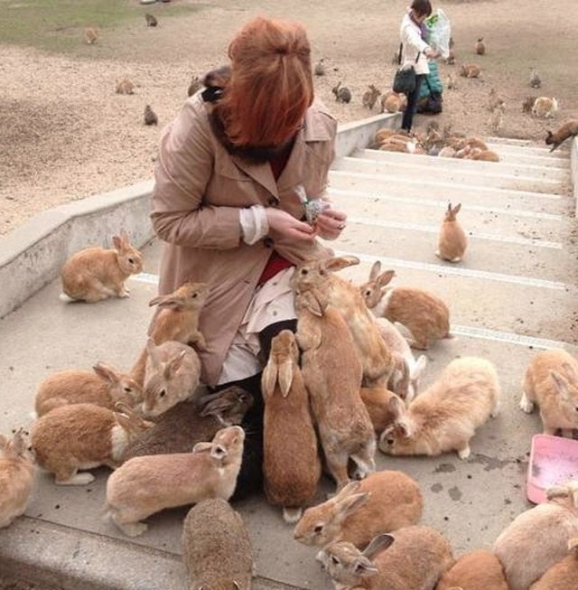 Ilha japonesa dominada por coelhos