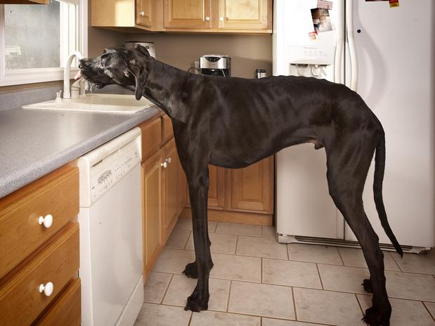 Cachorro gigante
