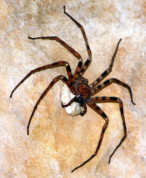 Aranha mais larga do mundo