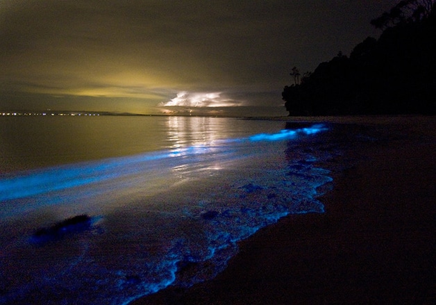 Mar bioluminescente