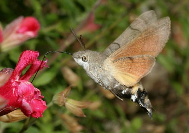 Mariposa imita beija-flor