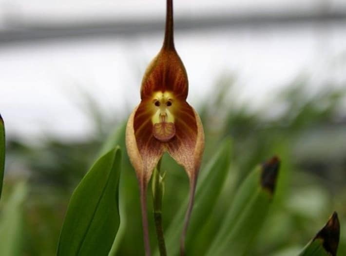 A Orquídea-cara-de-macaco - topbiologia.com