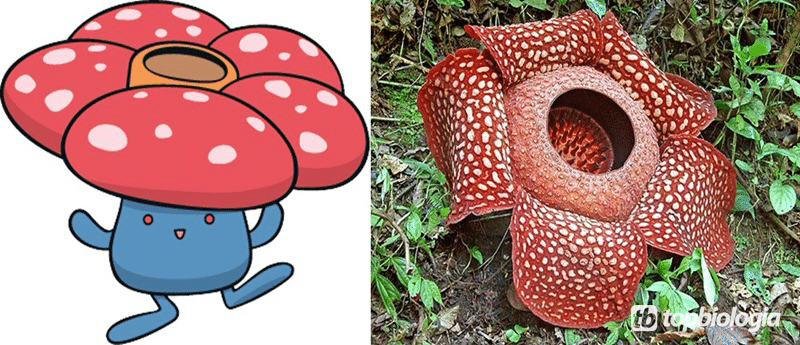 rafflesia vileplume