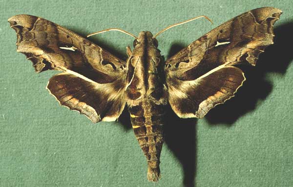 Mariposa após a fase larval da lagarta cobra