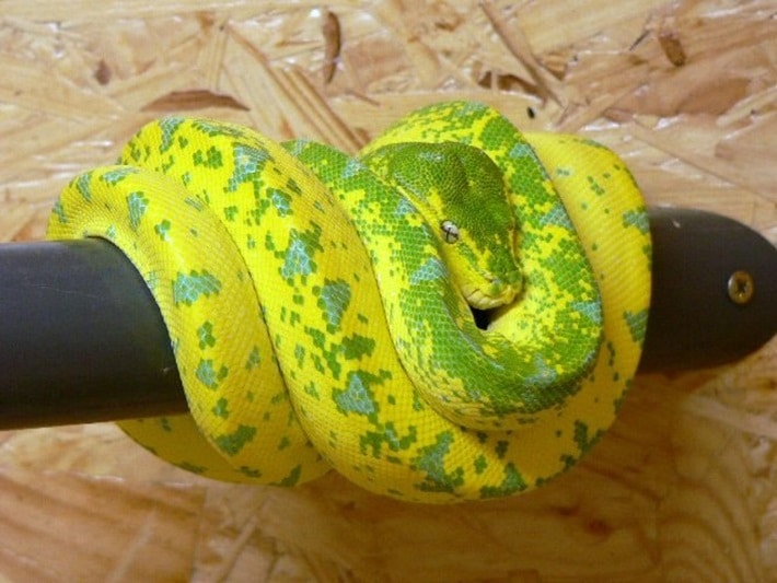 Руки удава. Королевская Анаконда змея. Змеи удавы питоны. Morelia viridis желтый.