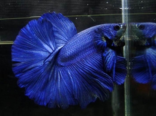 Peixe betta azul escuro