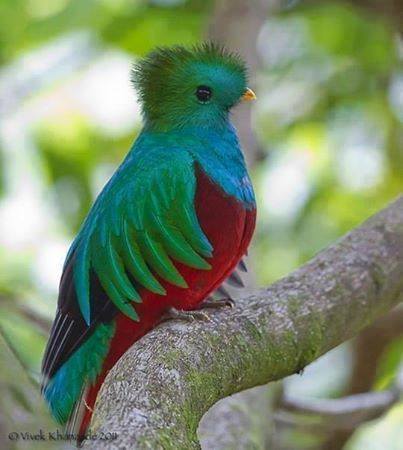 O Quetzal-resplandecente - topbiologia.com