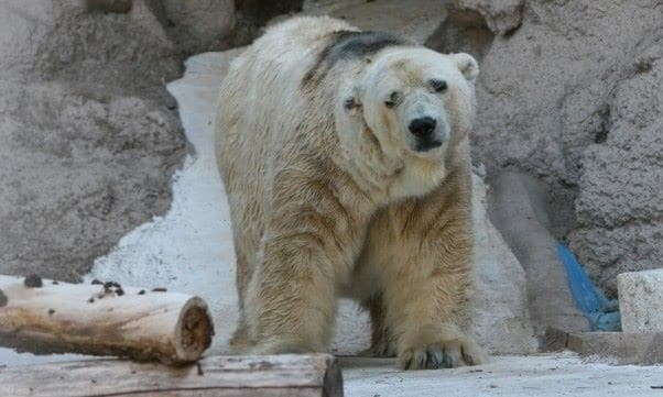 Urso polar mais triste do mundo