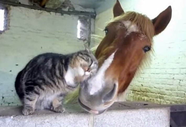 Amizade entre gato e cavalo