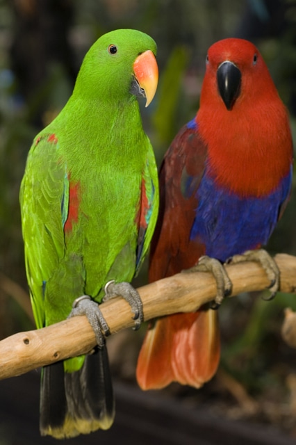 Papagaio vermelho e verde