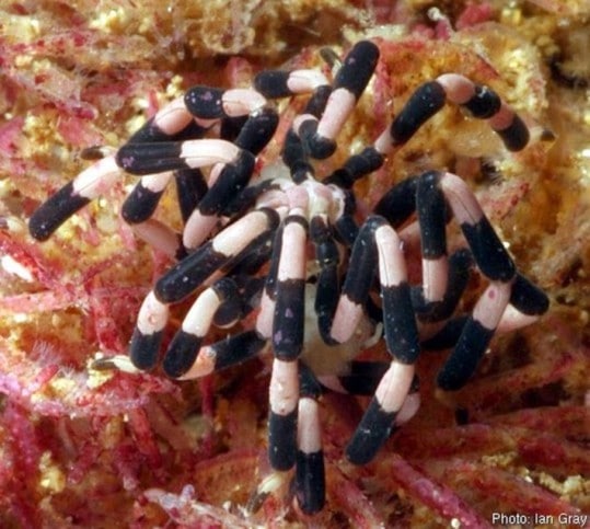 As aranhas-do-mar - topbiologia.com