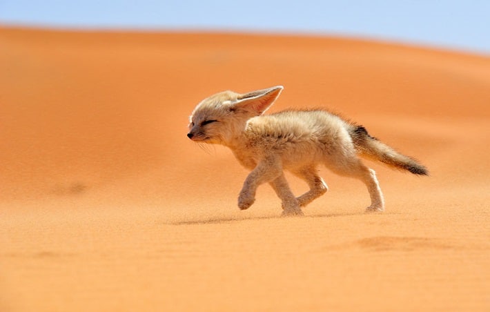 Raposa do deserto