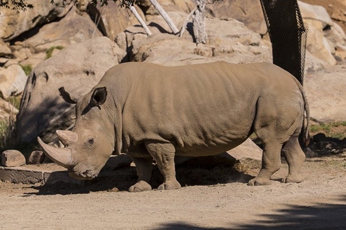 Rinocerontes brancos