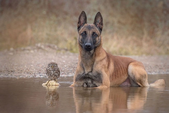 cão e coruja