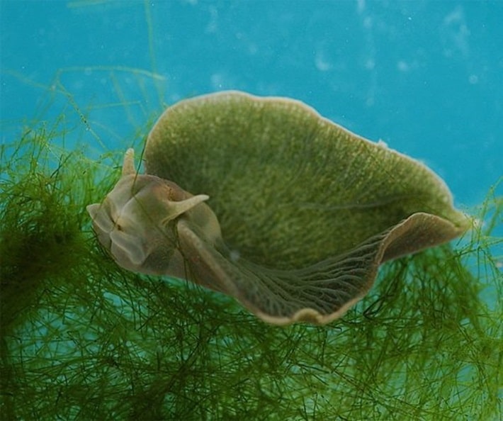 Lesma marinha que faz fotossíntese
