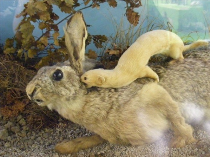 Doninha atacando coelho