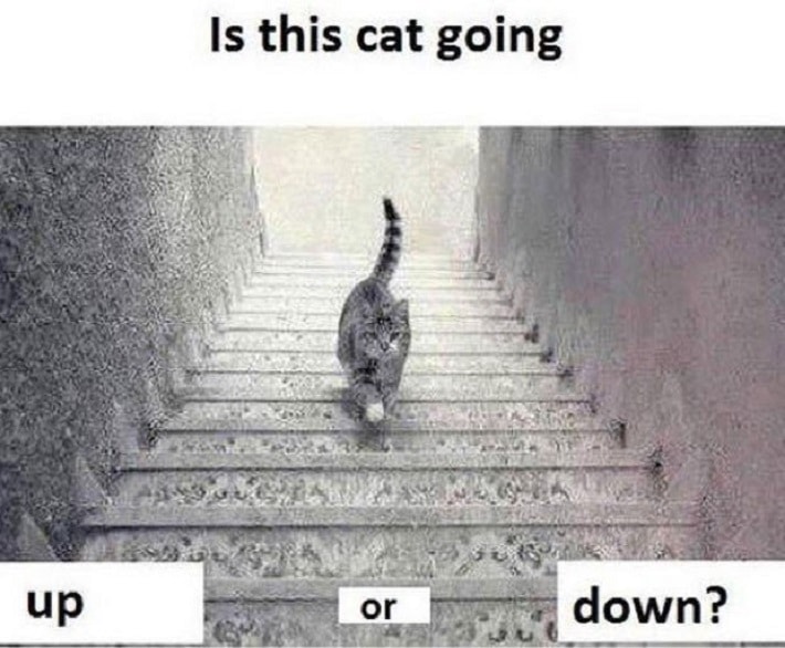 Nova polêmica na internet questiona se gato está subindo ou descendo escadas