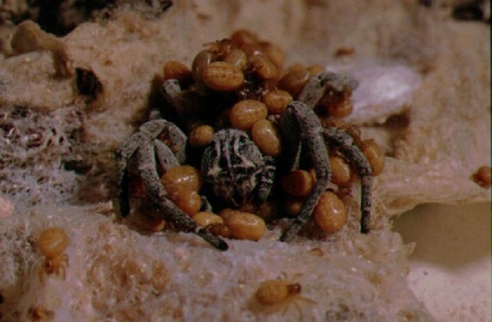 Aranha se mata para servir de alimento para filhotes