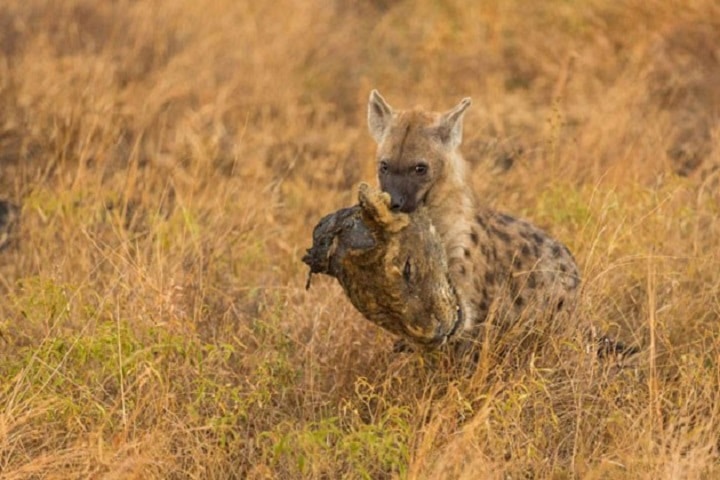 Hiena carrega cabeça de leão