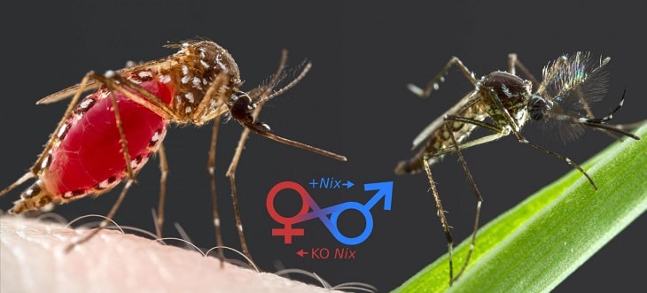 Cientistas transformaram mosquitos fêmeas em machos