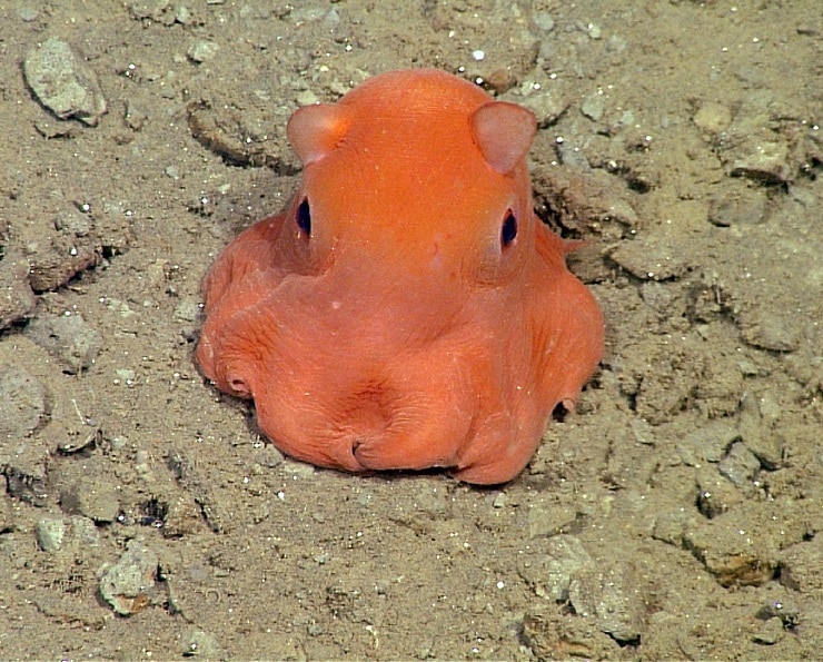 Grimpoteuthis sp