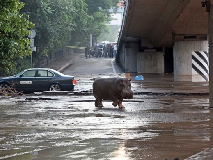 Hipopótamo solto na rua