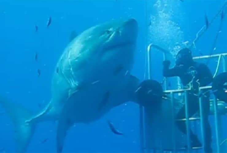 Tubarão gigante no Caribe