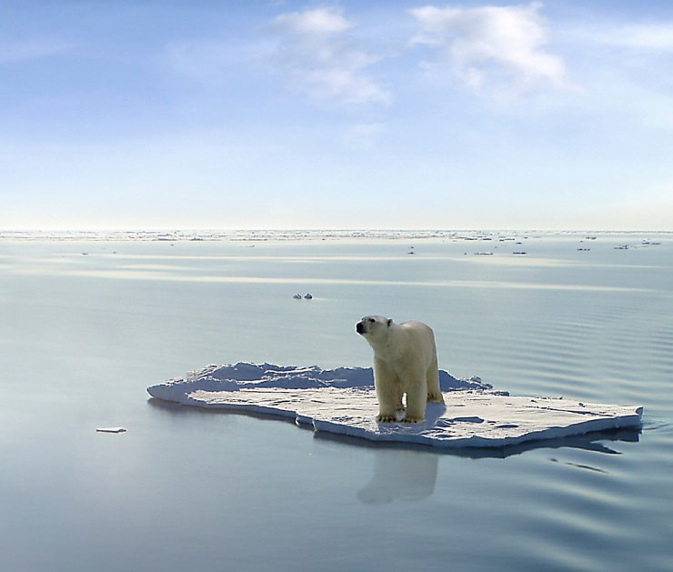 Urso polar está ameaçado pela perda de habitat