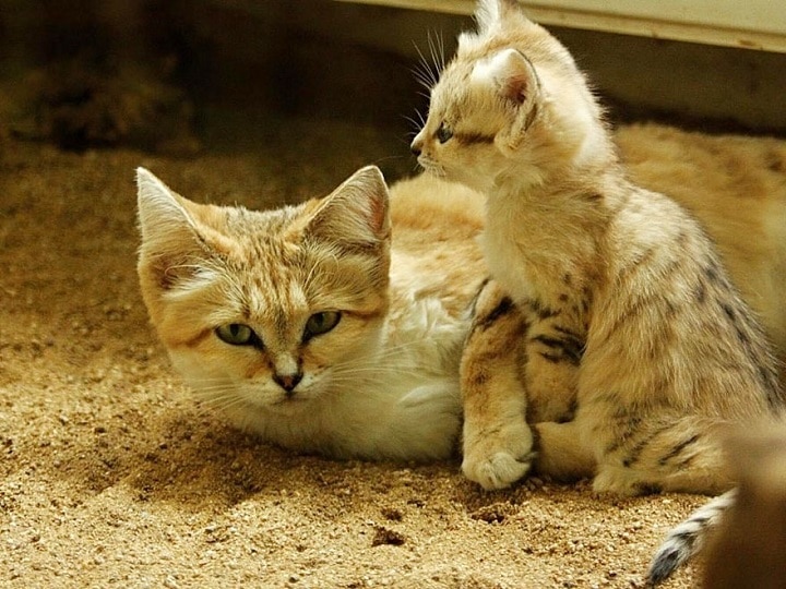 Sand cats