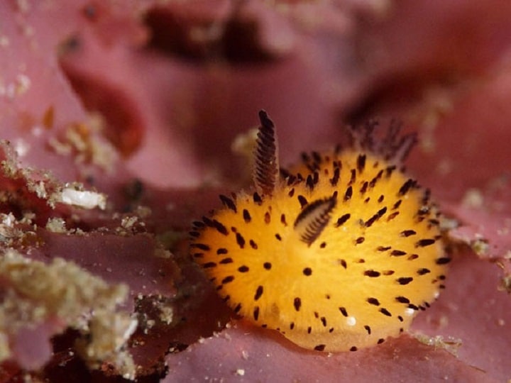 Lesma-do-mar pode ter variações de cor, como o amarelo