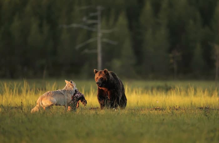 Urso e loba